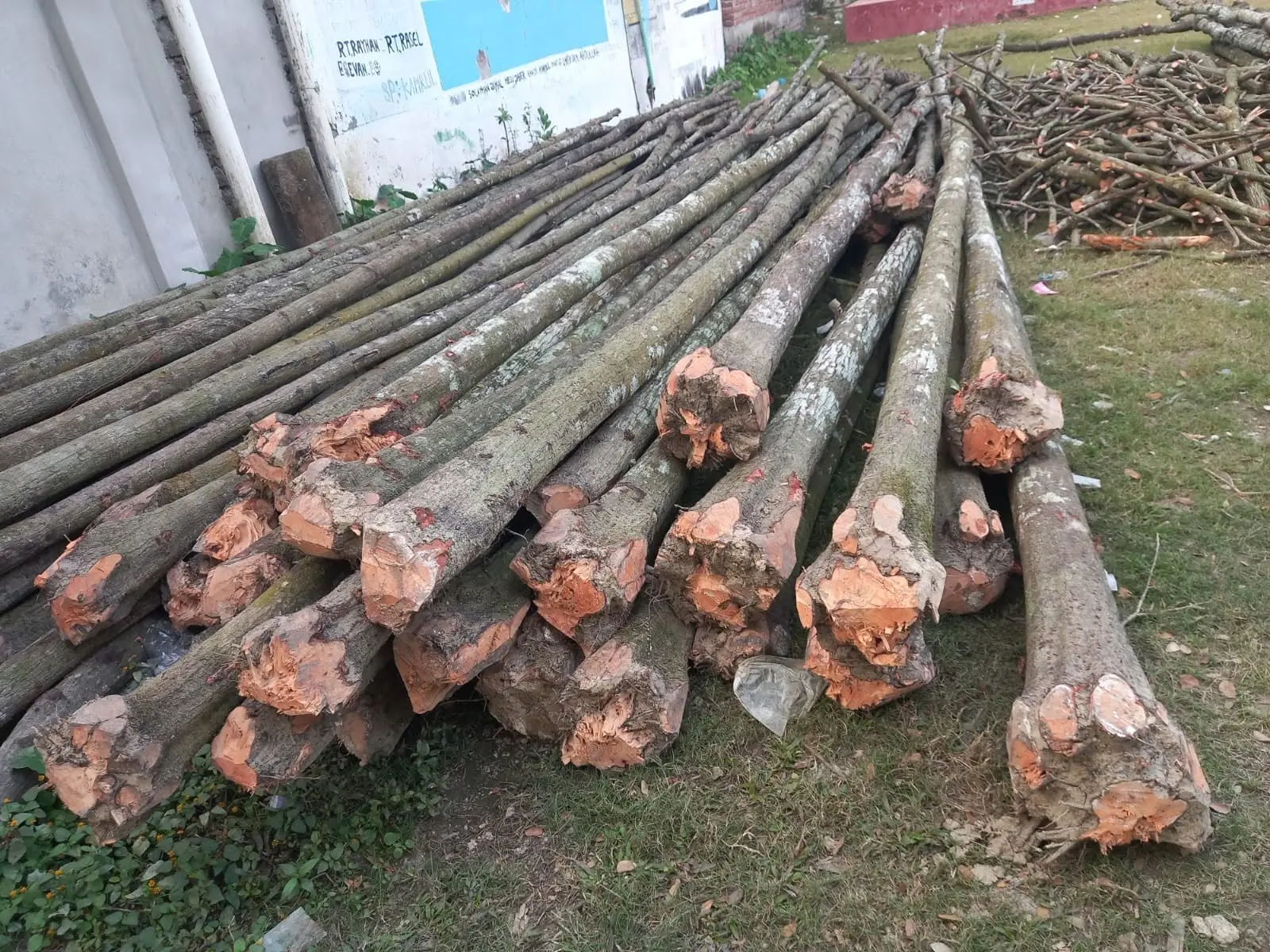 পাইলিংয়ের জন্য প্রস্তুত কাঠের গুঁড়ি